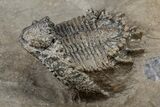 Unusual Lichid Trilobite (Akantharges) - Tinejdad, Morocco #209629-1